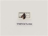 藏品(步行蟲(2))的圖片